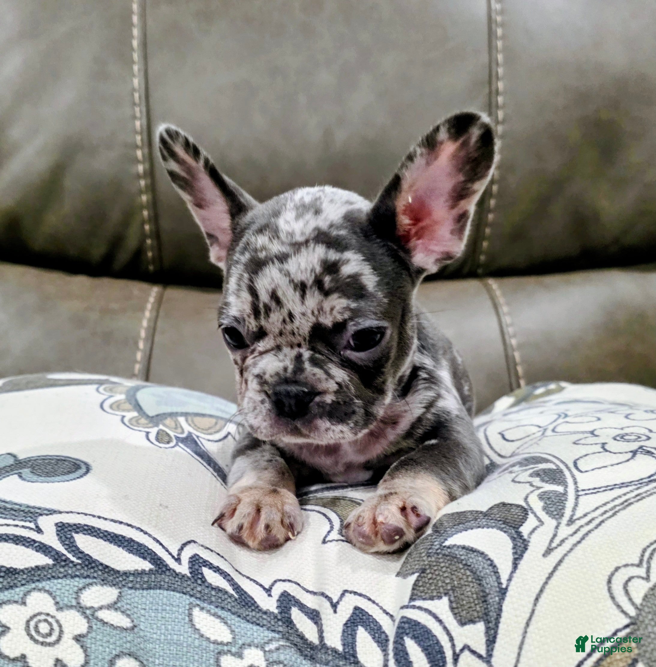 French Bulldog dogs for sale: Sarah - Ad 2