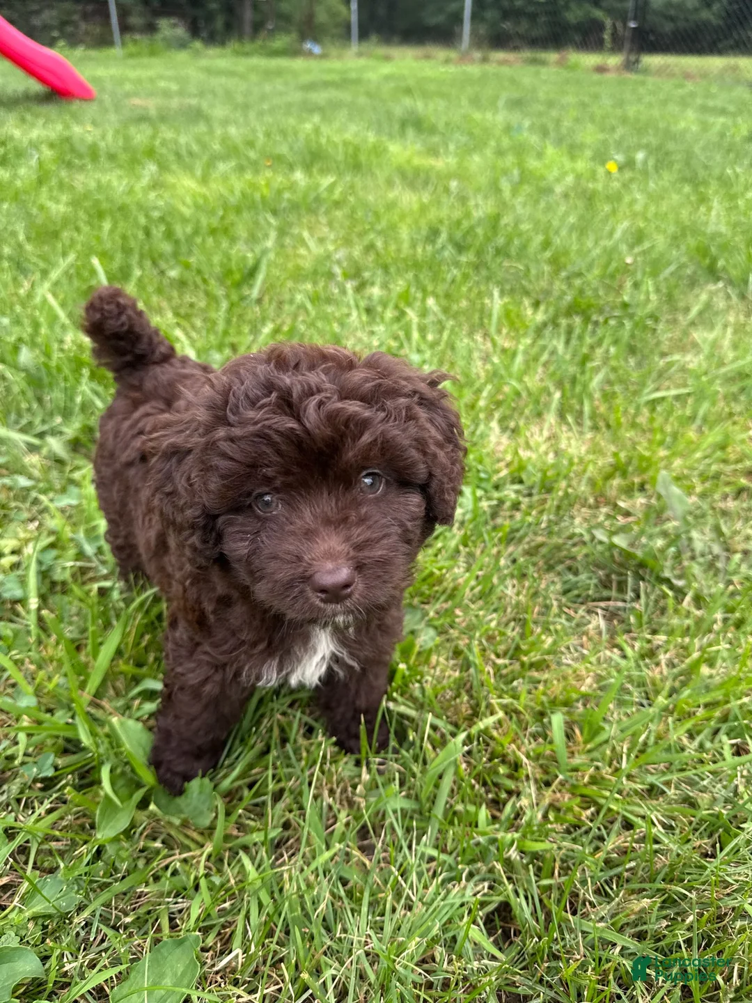 Mini Aussiedoodle dogs for sale: Mini Aussiedoodle Puppy 4 - Ad 1