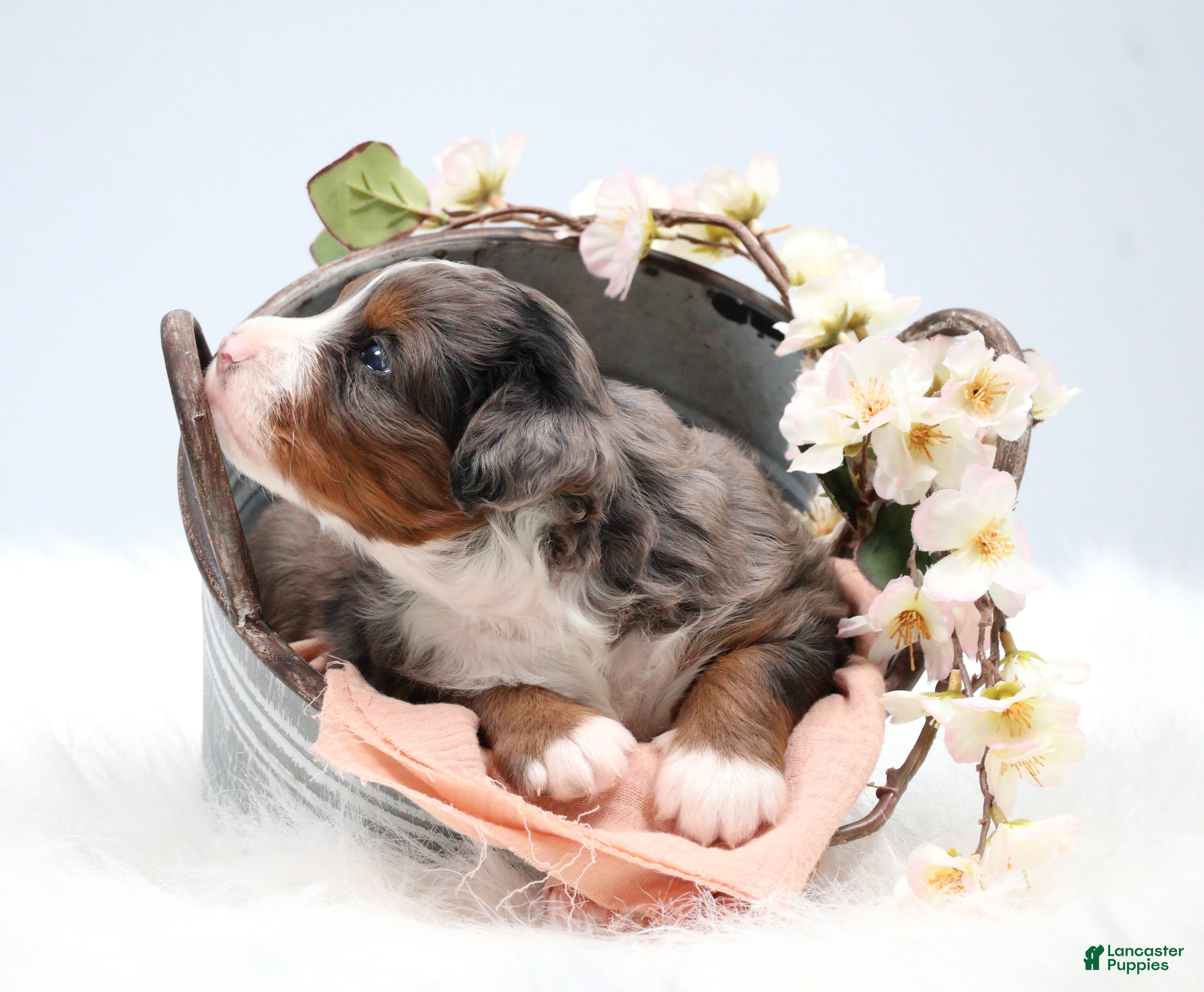 Mini Bernedoodle dogs Cherish  - Ad 2
