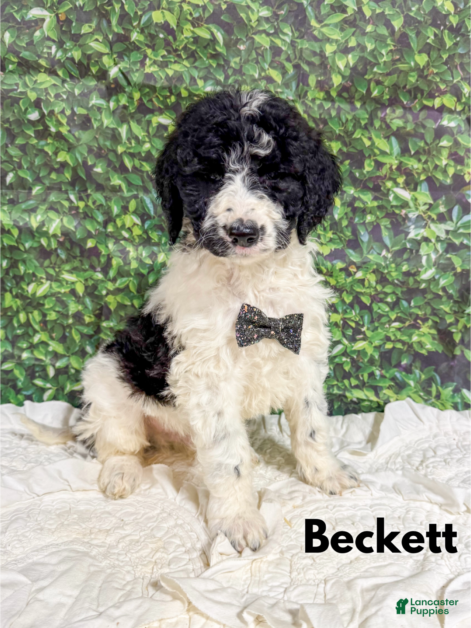 Saint Berdoodles dogs Beckett - Ad 13