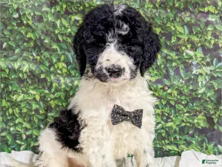 Saint Berdoodles dogs Beckett - Ad 13