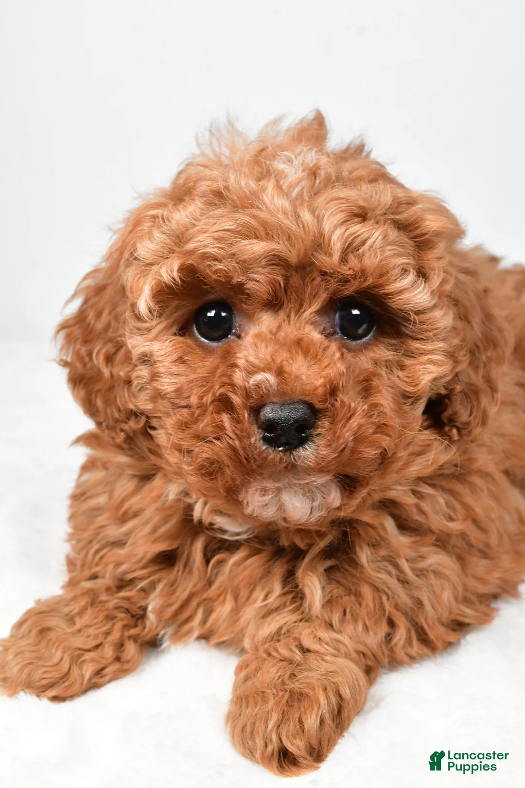 Cavapoo dogs for sale: Rosa - Ad 8