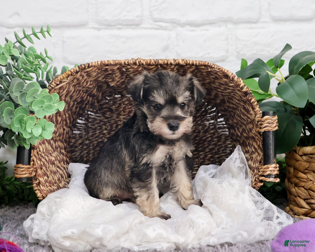 Miniature Schnauzer dogs for sale: Audrey - Ad 1