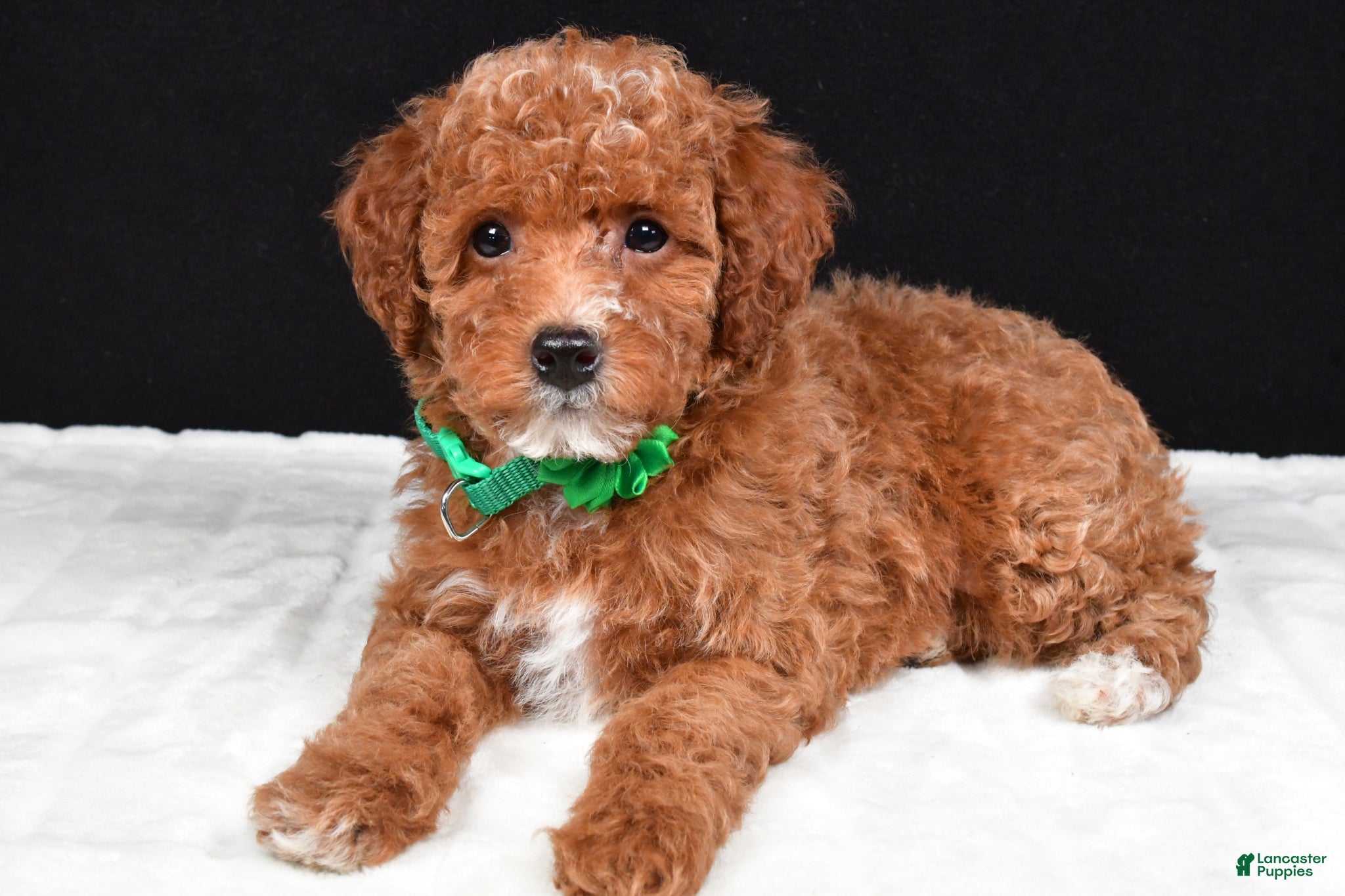 Miniature Poodle dogs Sadie - Ad 2