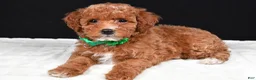 Miniature Poodle dogs for sale: Sadie - Ad 2