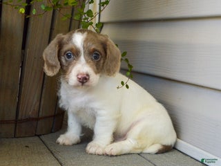 Doxiepoo dogs - Ad 2