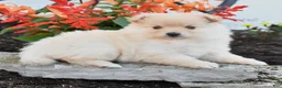 Pomeranian dogs for sale: Piper - Ad 3