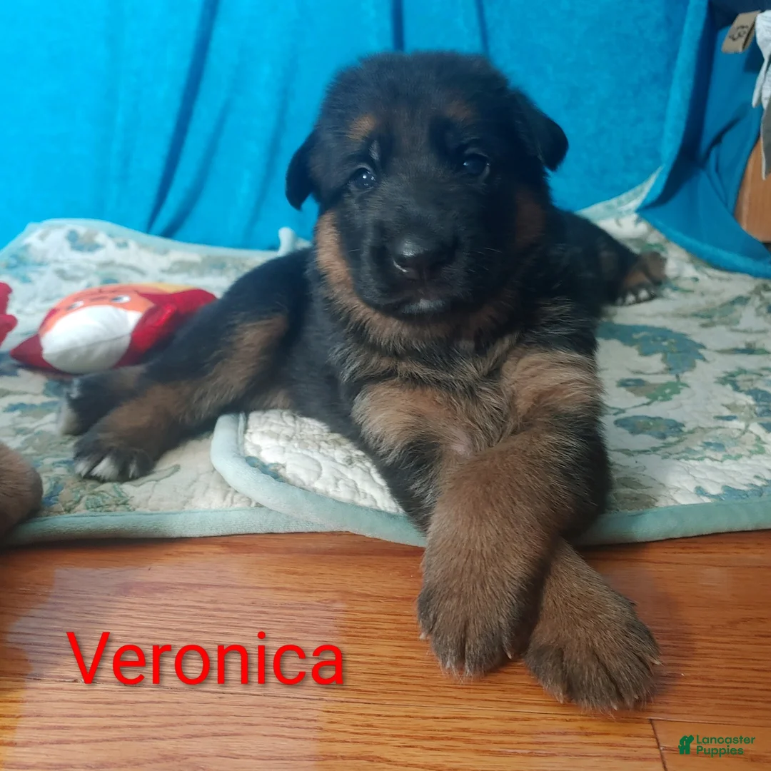 German Shepherd dogs for sale: Veronica - Ad 1
