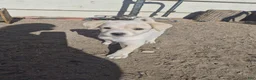 Mixed Breed dogs for sale: Mixed Breed Puppy 3 - Ad 7