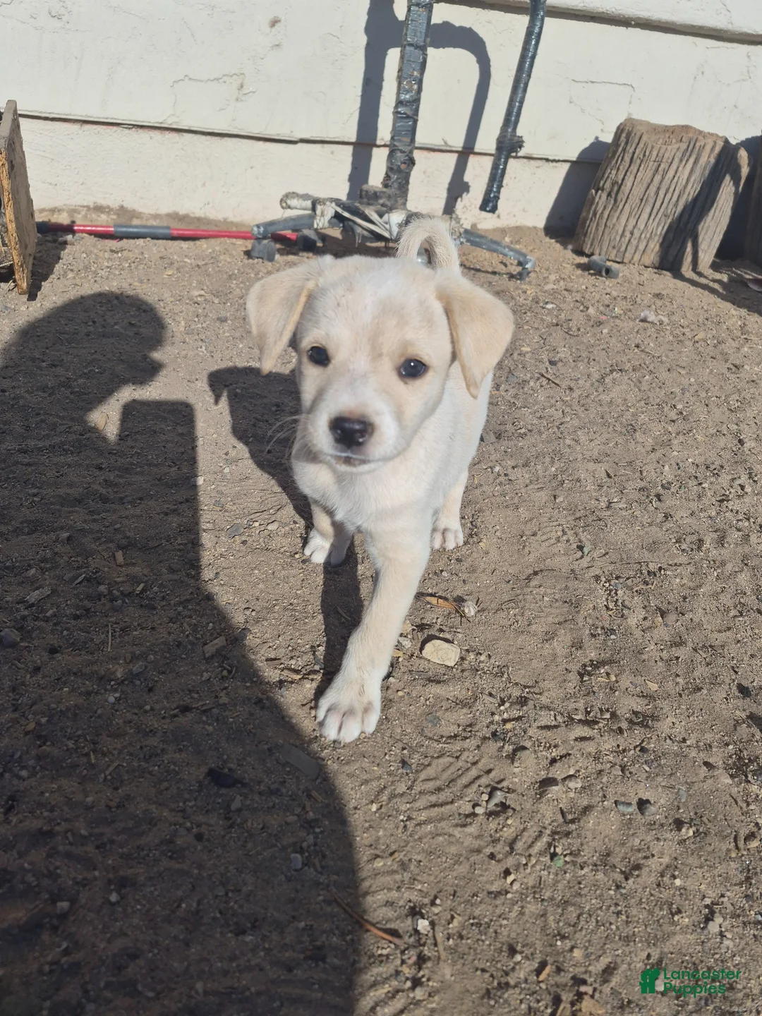 Mixed Breed dogs for sale: Mixed Breed Puppy 3 - Ad 7