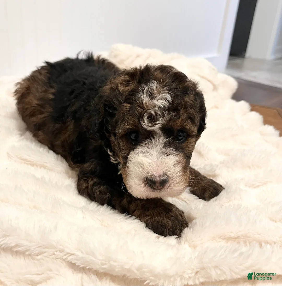 Mini Bernedoodle dogs for sale: Tessa - Ad 2