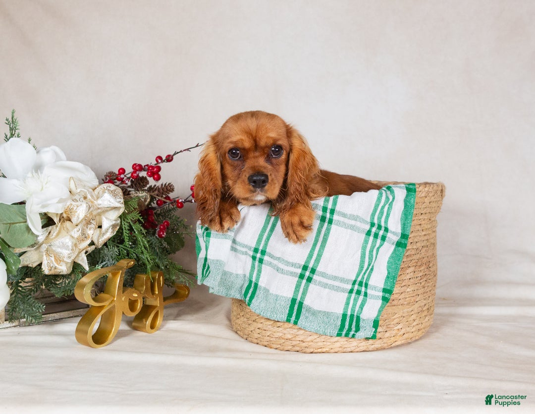 Cavalier King Charles Spaniel dogs for sale: Cavalier King Charles Spaniel Puppy 2 - Ad 3