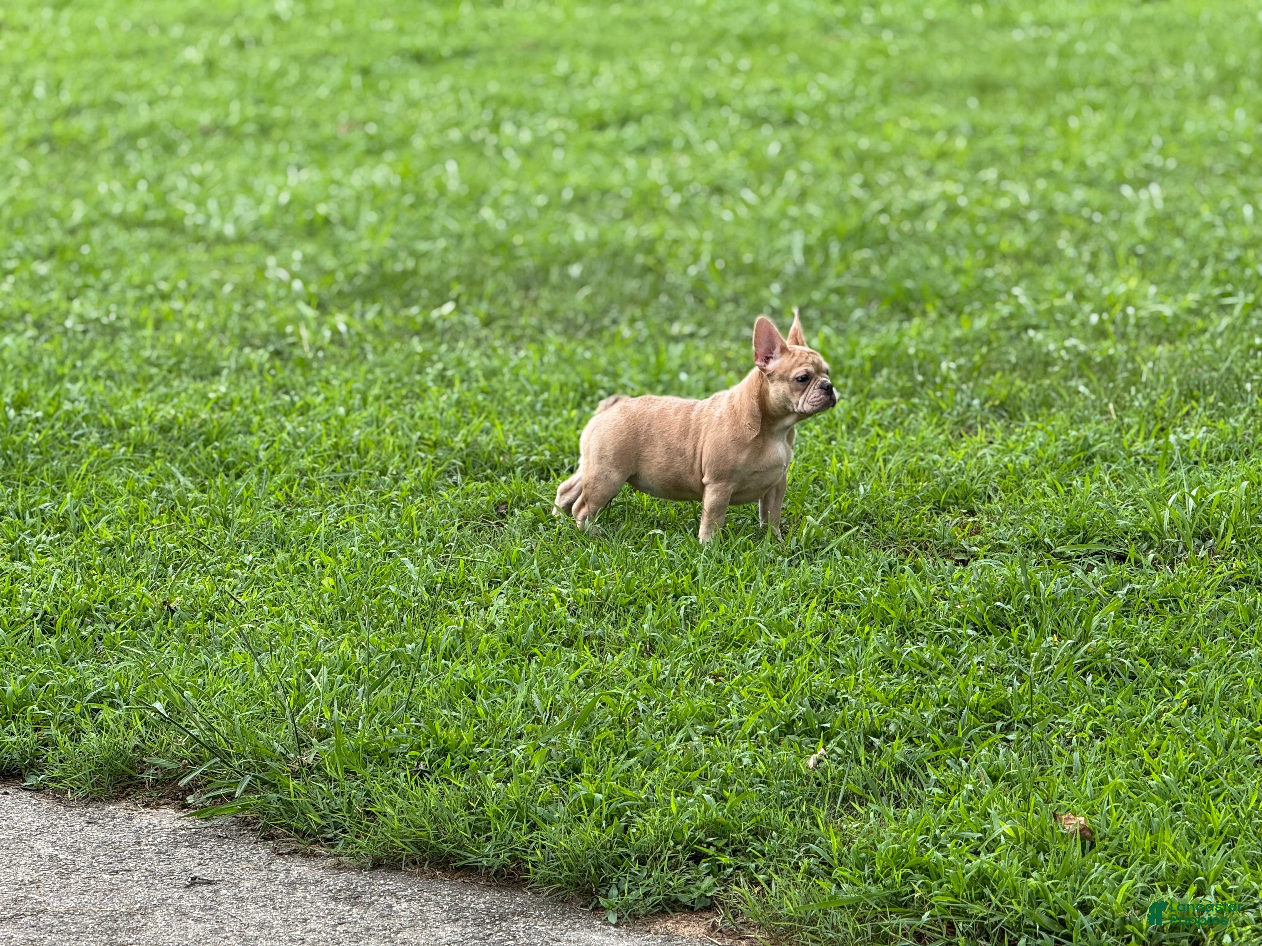 French Bulldog dogs French Bulldog Puppy 2 - Ad 41