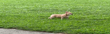 French Bulldog Puppy 2
