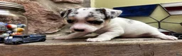Chihuahua dogs for sale: 🐾Bart~Merle Chihuahua - Ad 9