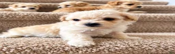 Maltipoo dogs for sale: Meet Plum — Adorable Maltipoo Puppy - Ad 2