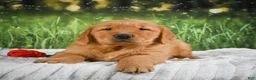 Golden Retriever dogs for sale: Joey - Ad 9