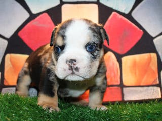 English Bulldog dogs Roulette - Ad 27