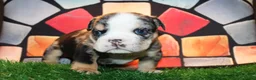 English Bulldog dogs for sale: Roulette  - Ad 1