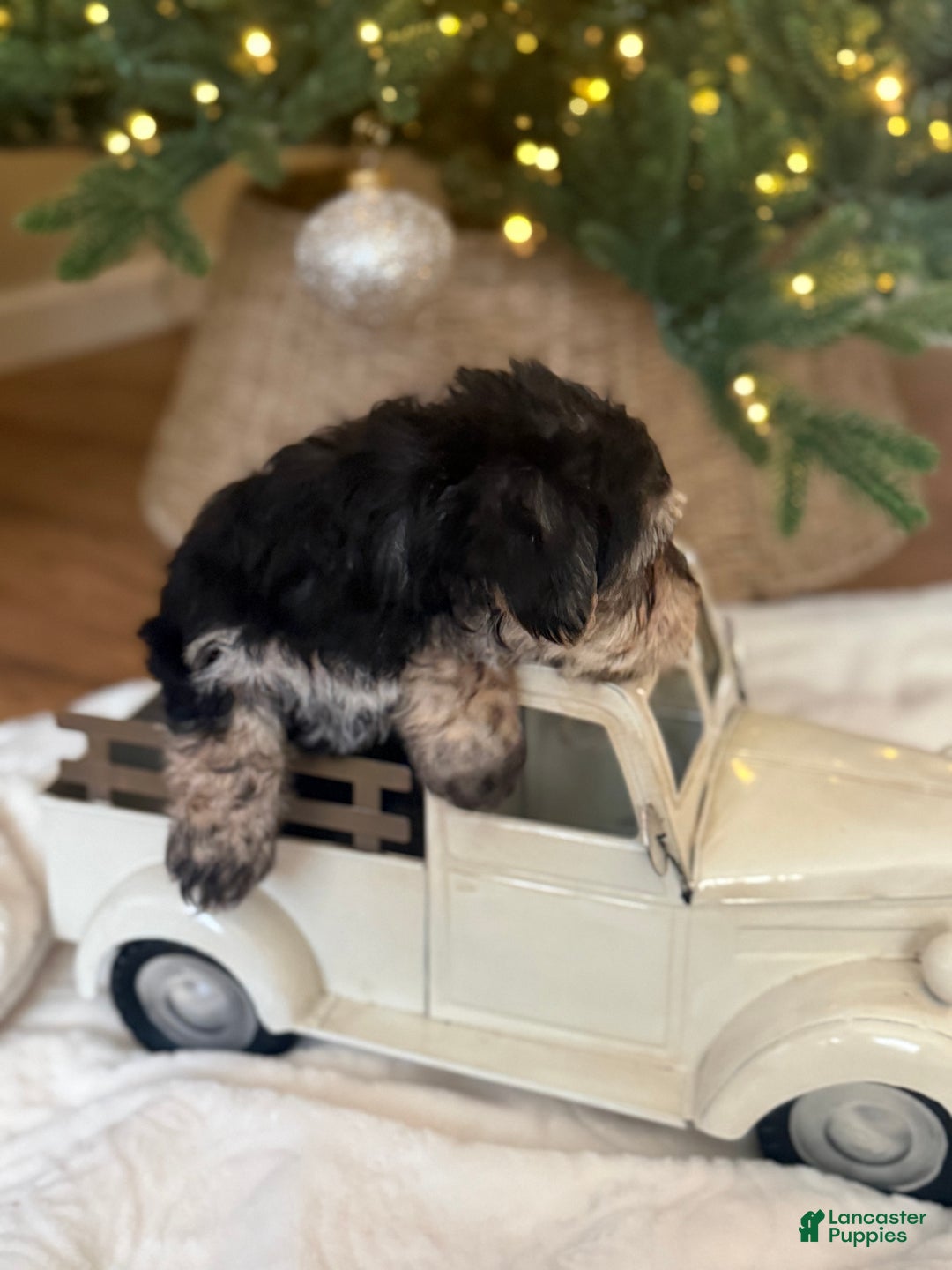 Mixed Breed dogs for sale: Franklin - Ad 2