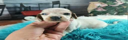Dachshund dogs for sale: Nationwide delivery. Sugar pies white boy - Ad 4