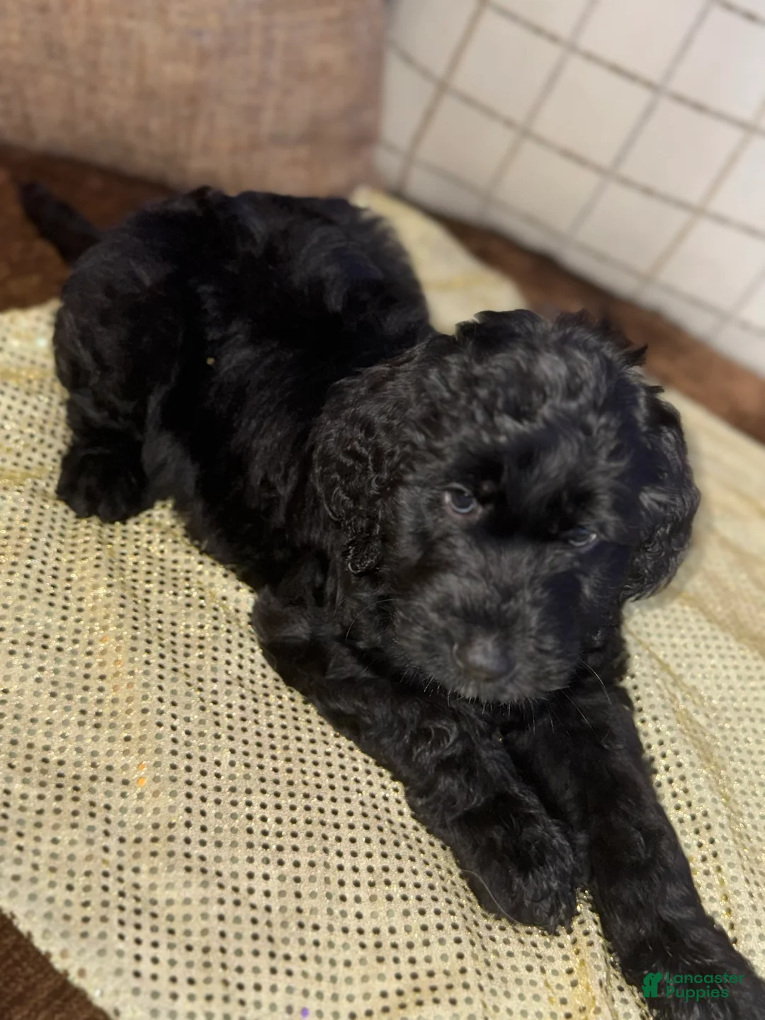 Labradoodle dogs for sale: Onyx  - Ad 1