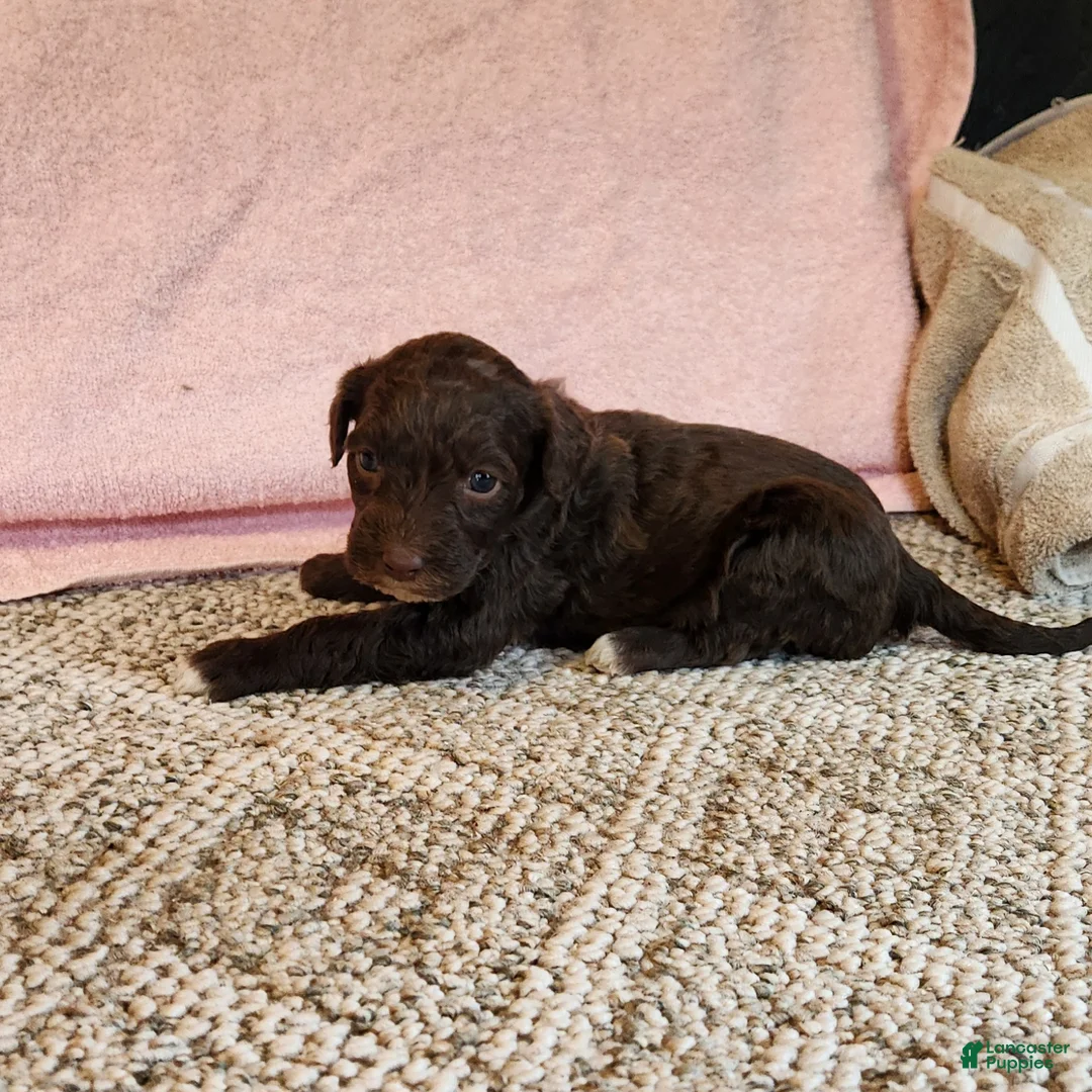 Portuguese Water Dog dogs for sale: Brownie  - Ad 3