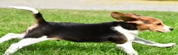 Beagle dogs for sale: Teddy - Ad 5