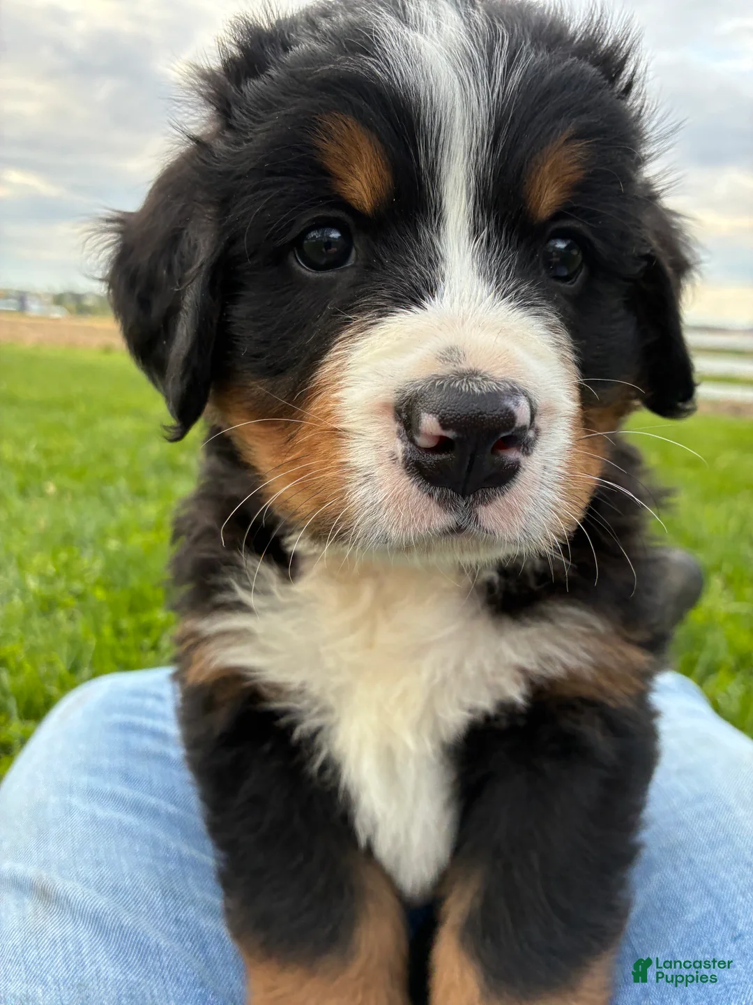 Bernese Mountain Dog dogs for sale: Jerry - Ad 1
