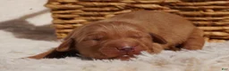 Golden Retriever dogs for sale: Daisy -AKC, Genetically Clear - Ad 31