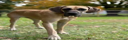 Great Dane dogs for sale: Ditalini (Purple) - Ad 7