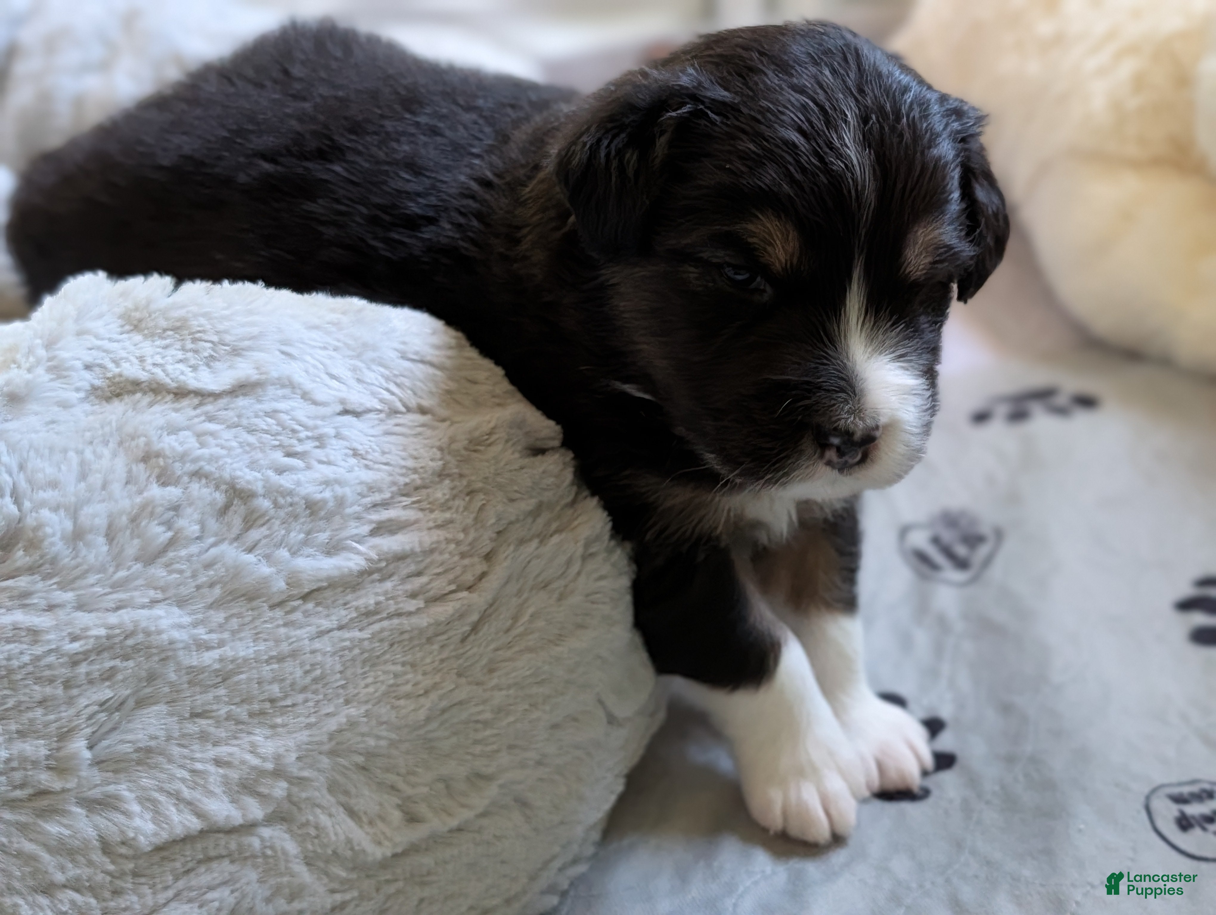 Australian Shepherd dogs Jumper  - Ad 1