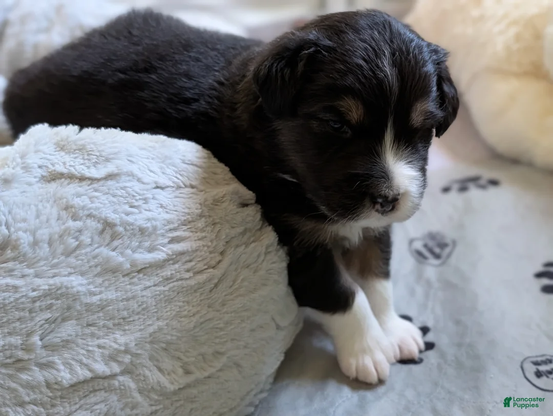 Australian Shepherd dogs for sale: Jumper  - Ad 1