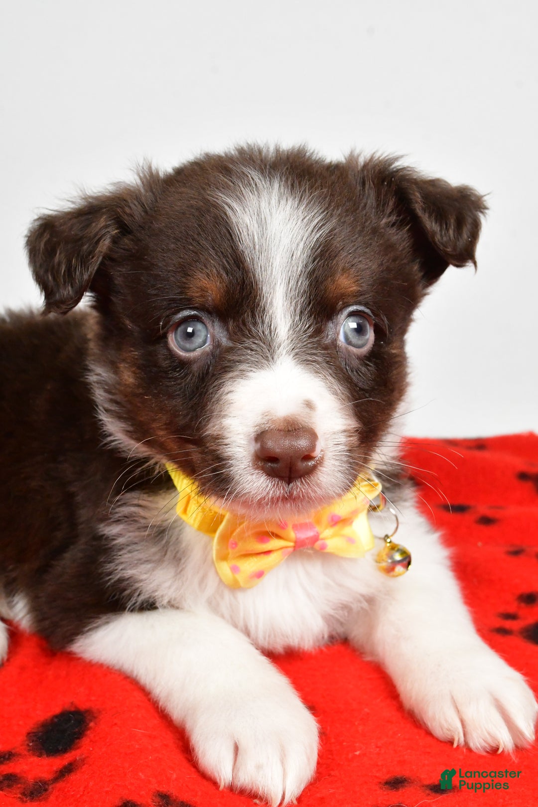 Mini Aussiedoodle dogs for sale: Samson - Ad 3