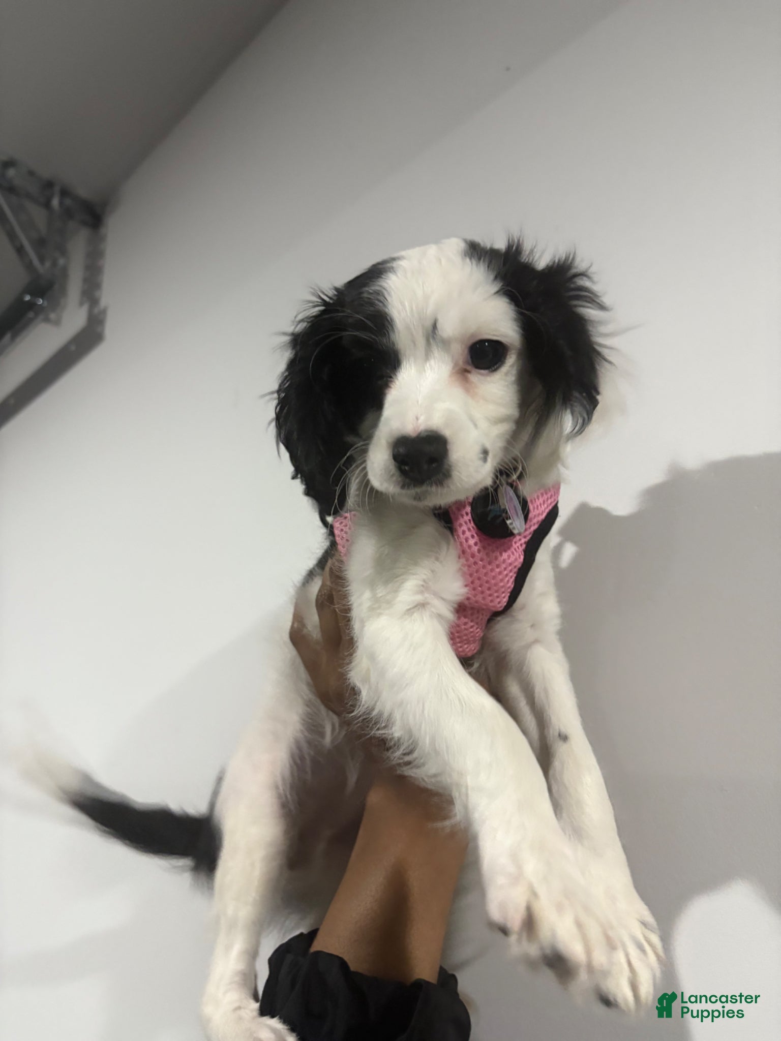 Cavapoo dogs Daisy❤️🐾 - Ad 1