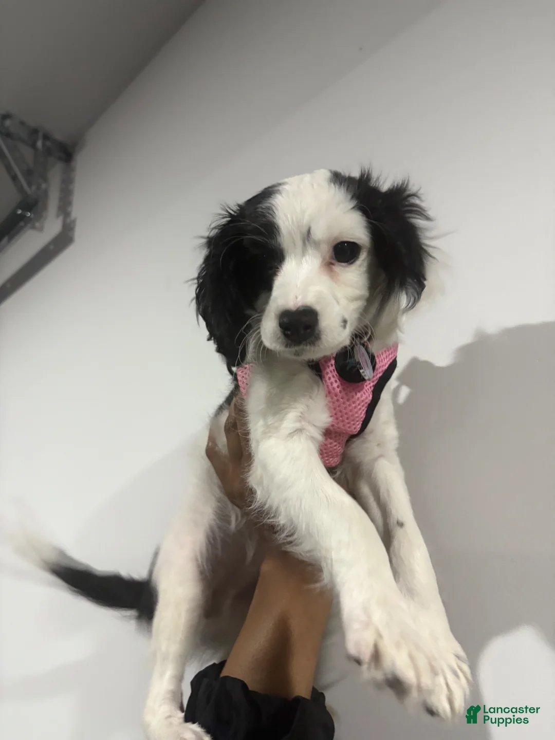 Cavapoo dogs for sale: Daisy❤️🐾 - Ad 1