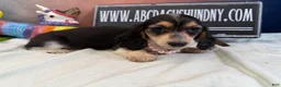 Miniature Dachshund dogs for sale: Russian/South African pies - Ad 6