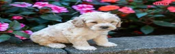 Cockapoo dogs for sale: Gina - Ad 4