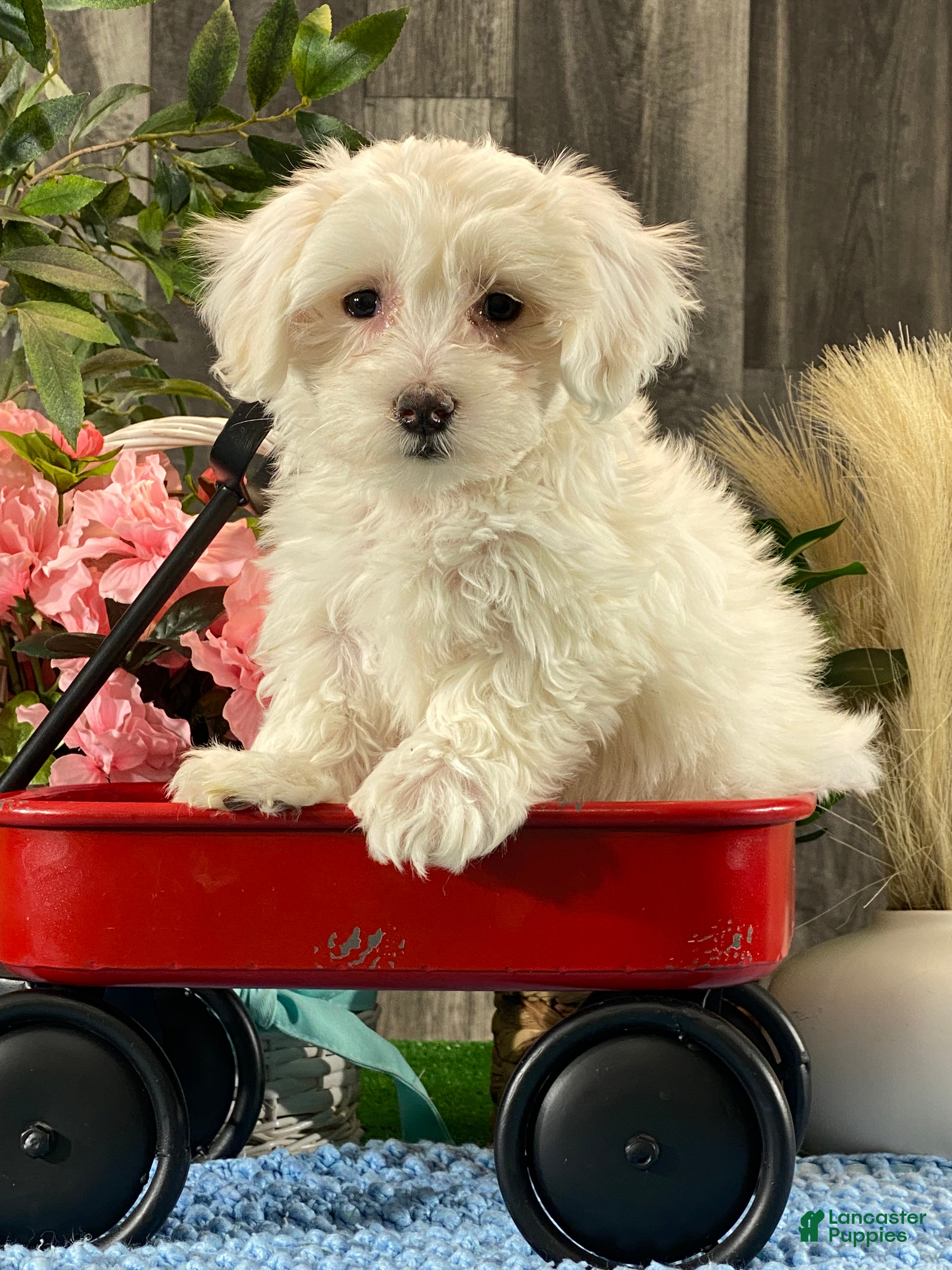 Coton De Tulear dogs Charlee - Ad 1