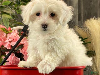 Coton De Tulear dogs Charlee - Ad 9