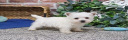 West Highland Terrier dogs for sale: Allister  - Ad 2