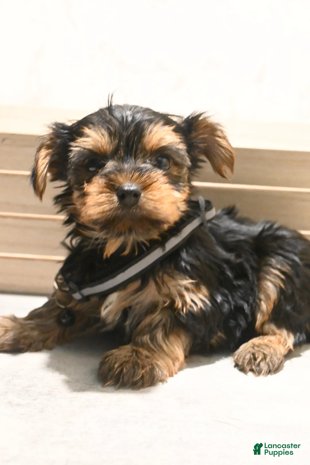 Yorkshire Terrier dogs for sale: Newton - Ad 1