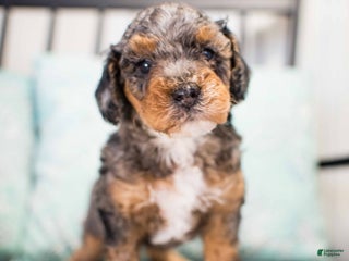 Miniature Poodle dogs - Ad 22