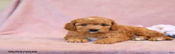 Cavapoo dogs for sale: Fido - Ad 5