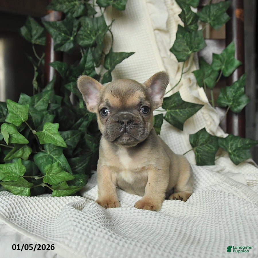 French Bulldog dogs Mango - Ad 12