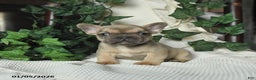 French Bulldog dogs for sale: Mango - Ad 1