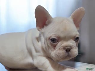 French Bulldog dogs Felix - Ad 12