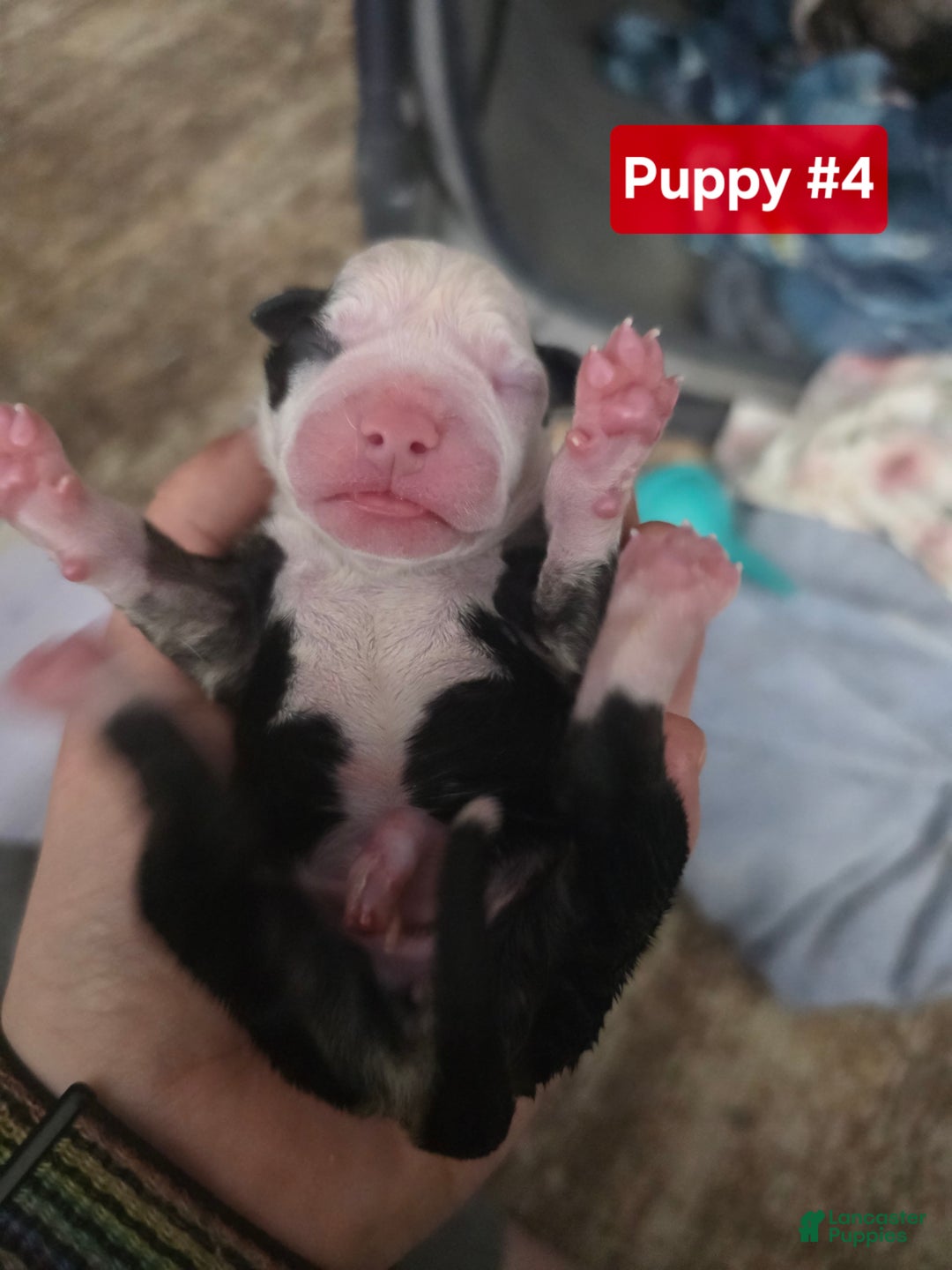 Mixed Breed dogs for sale: Red - Ad 5