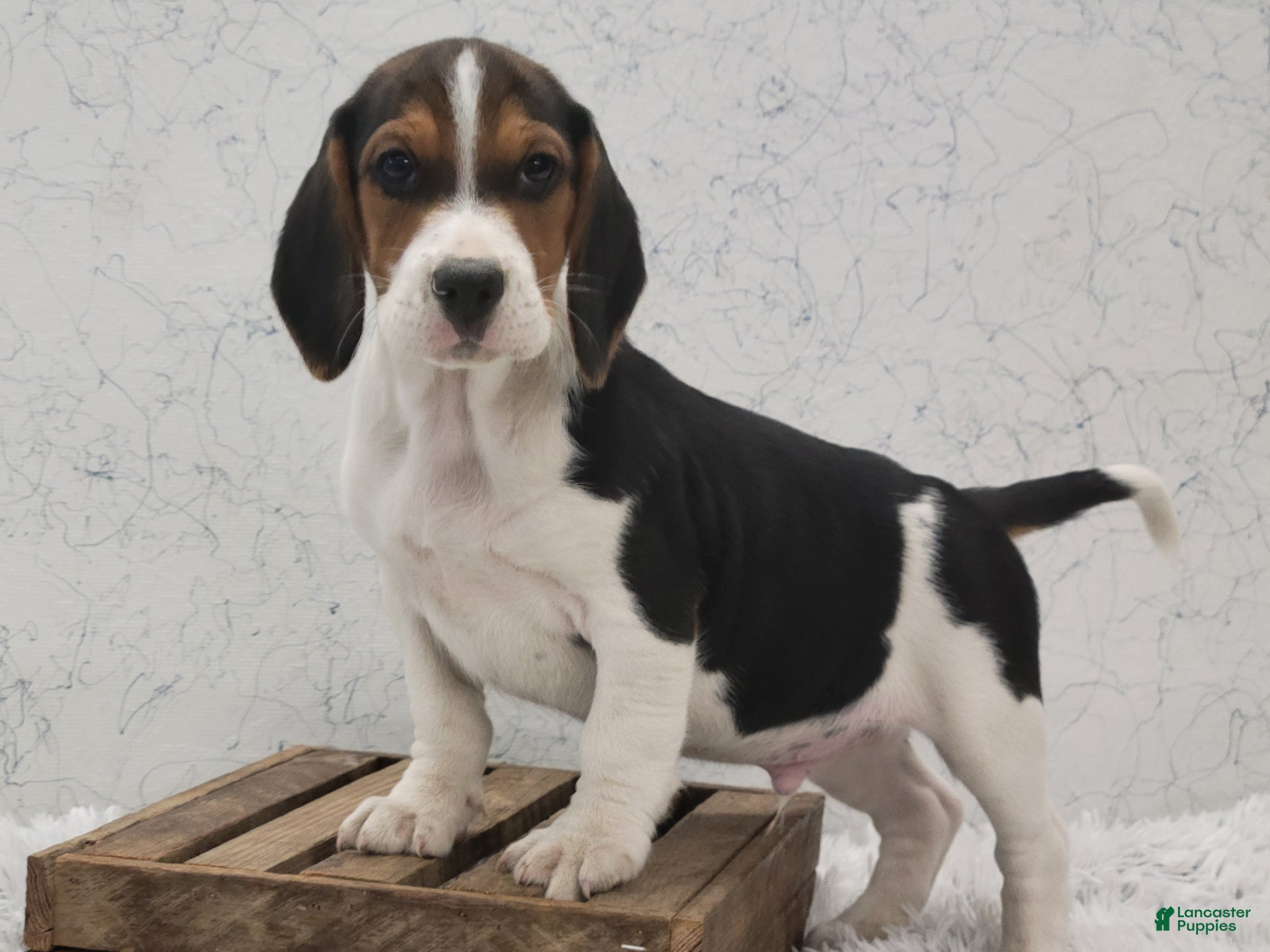 Beagle dogs Scippy - Ad 1
