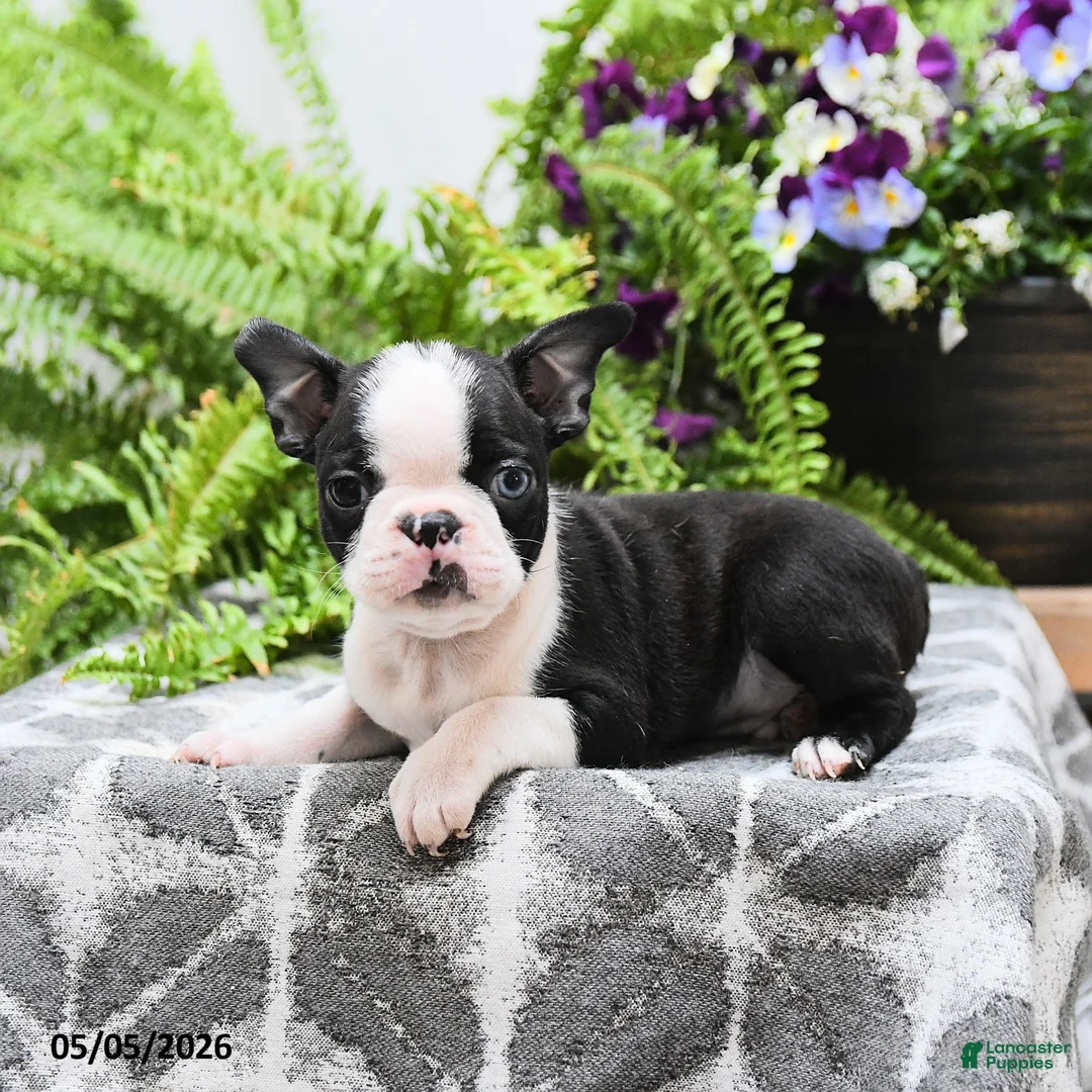 Boston Terrier dogs for sale: Winston - Ad 2